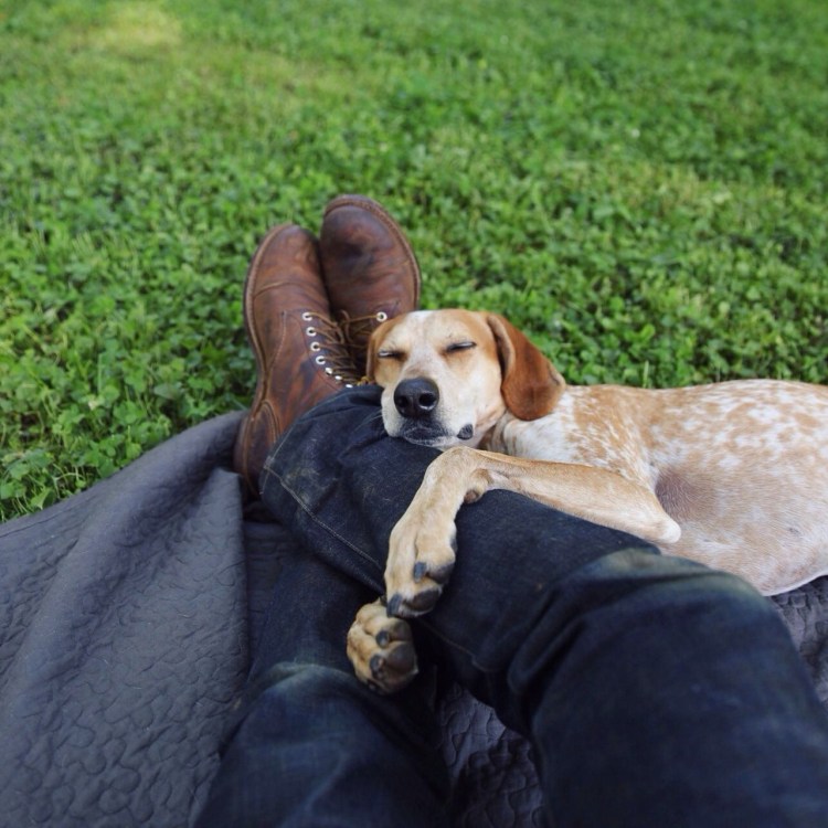 Парень целует собаку