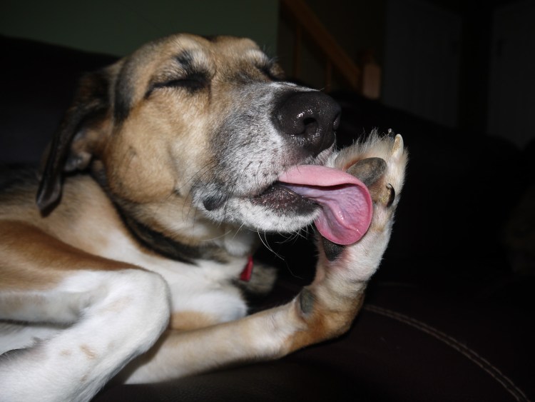 Собачка маленькие ножки