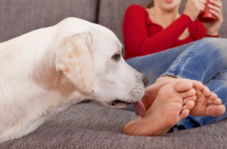 Собака у ног хозяина