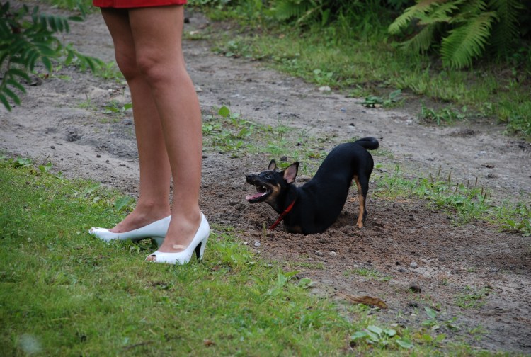 Собака облизывает ребенка