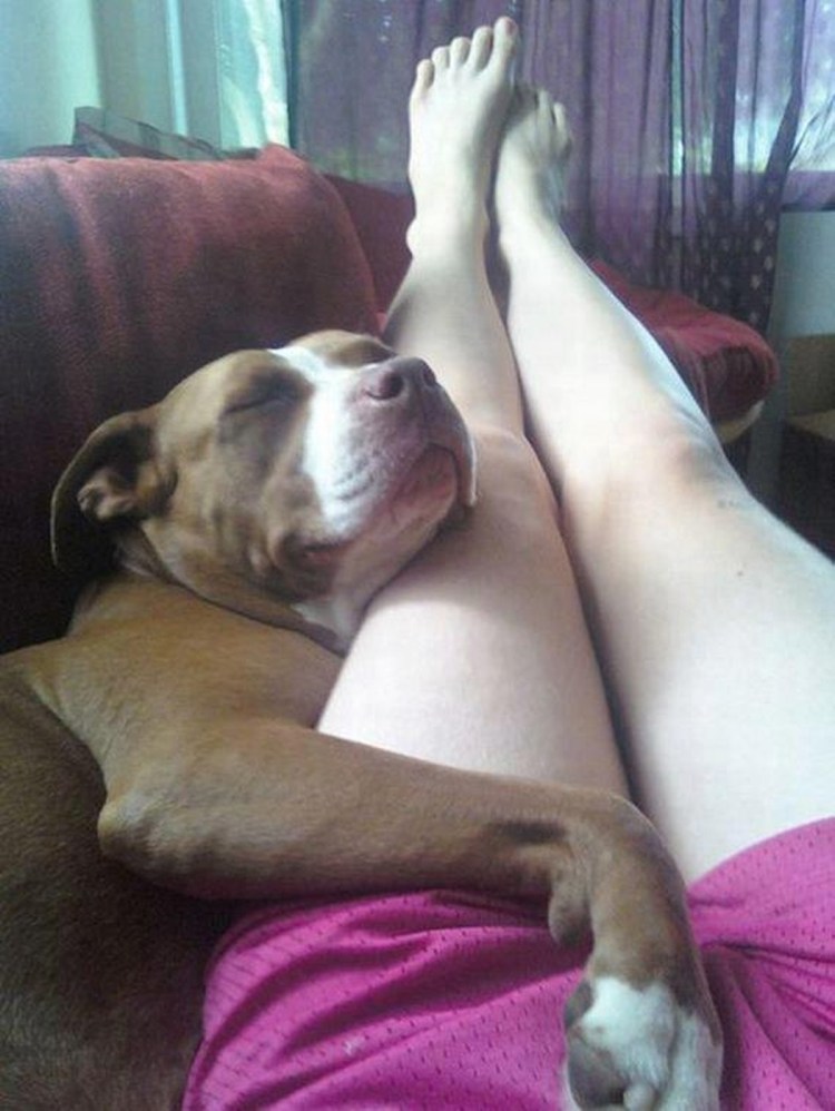 Собака сидит у ноги