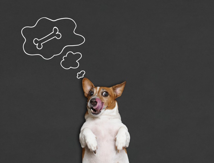 Собака лижет девушке между ног