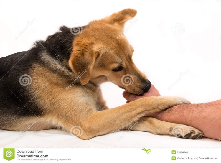 Собака лижет ноги