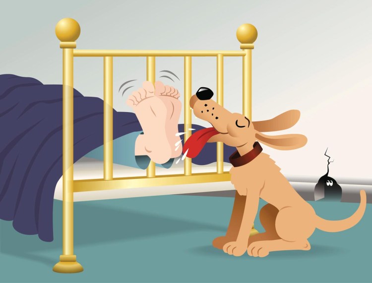 Собака лижет ноги