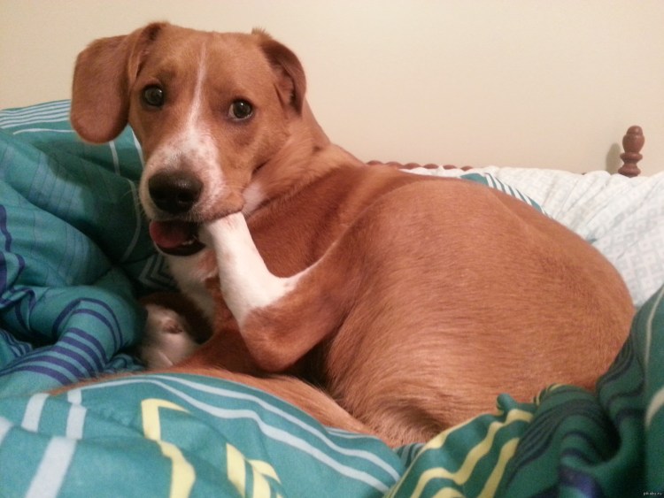 Собака зализала человека весь в слюнях