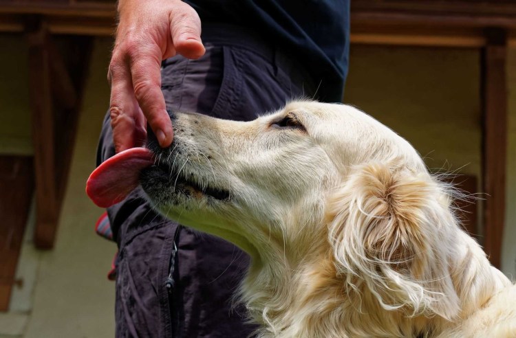 Собака нюхает