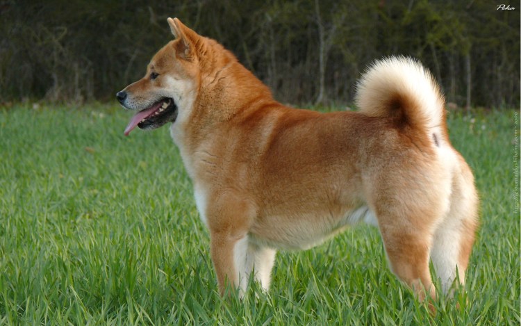 Сансю порода