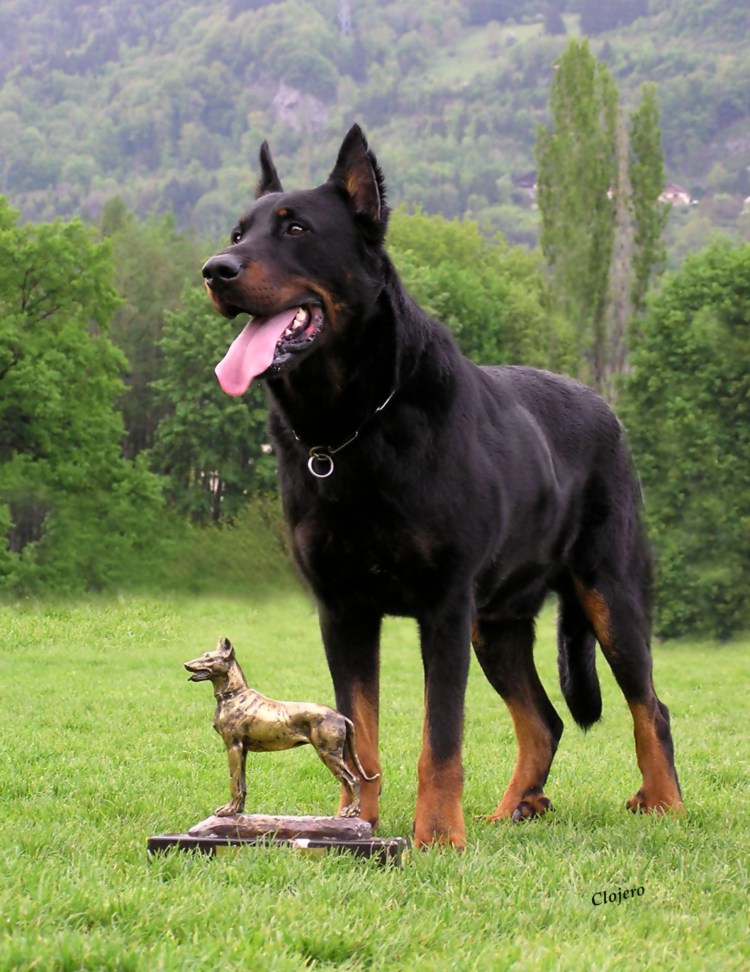 Порода овчарка Босерон