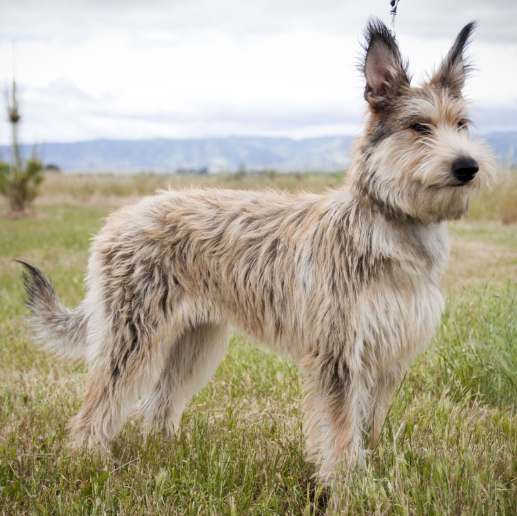 Французская Пикардийская овчарка