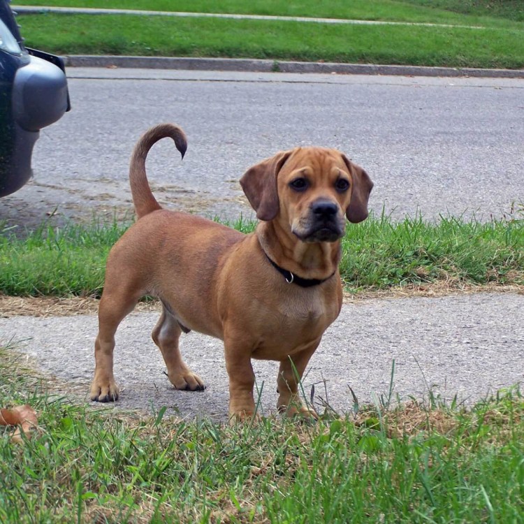 Метис МОПСА И таксы