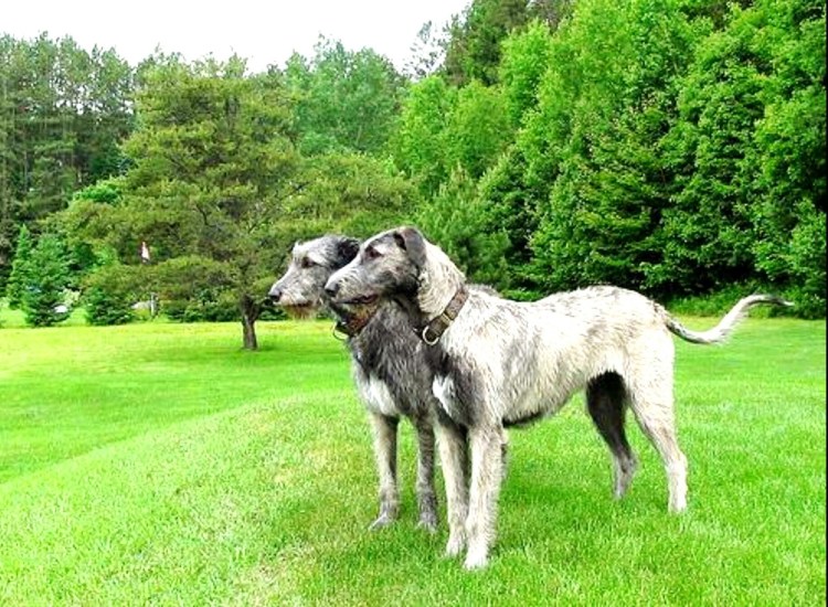 Ирландский волкодав и алабай