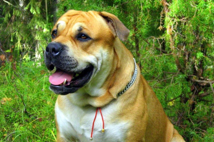 Ка де бо (Мальоркский бульдог)