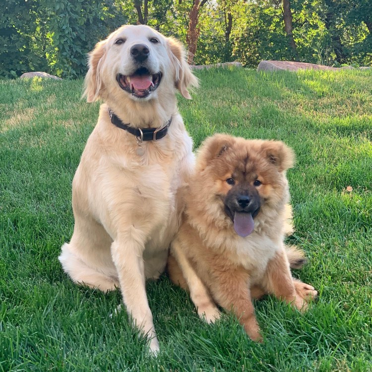 Самые популярные породы собак в России 2019