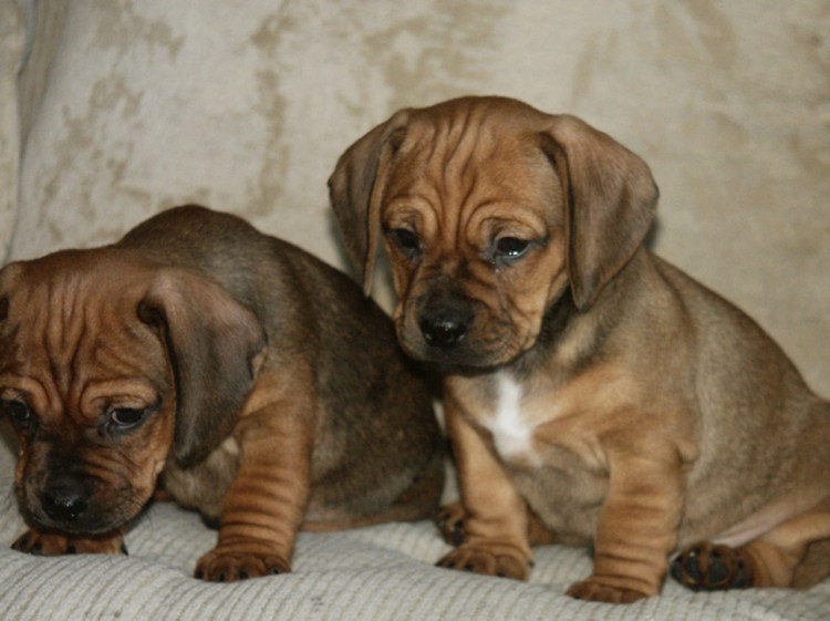 Метис МОПСА И таксы