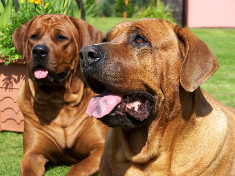 Японский мастиф Тоса ину