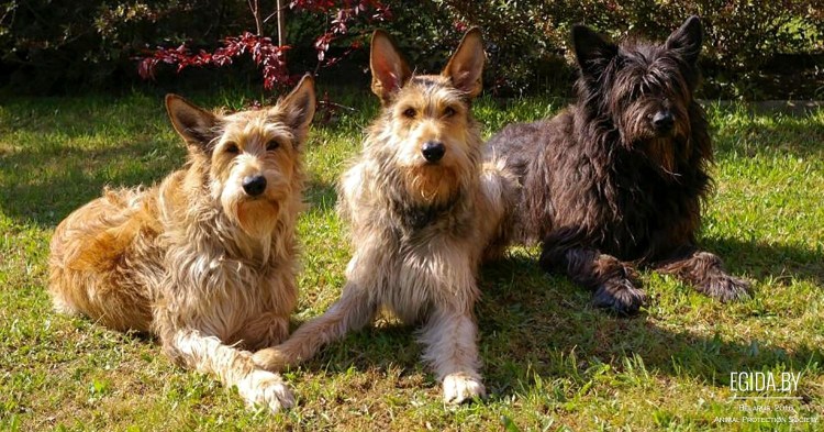 Порода Пикардийская овчарка