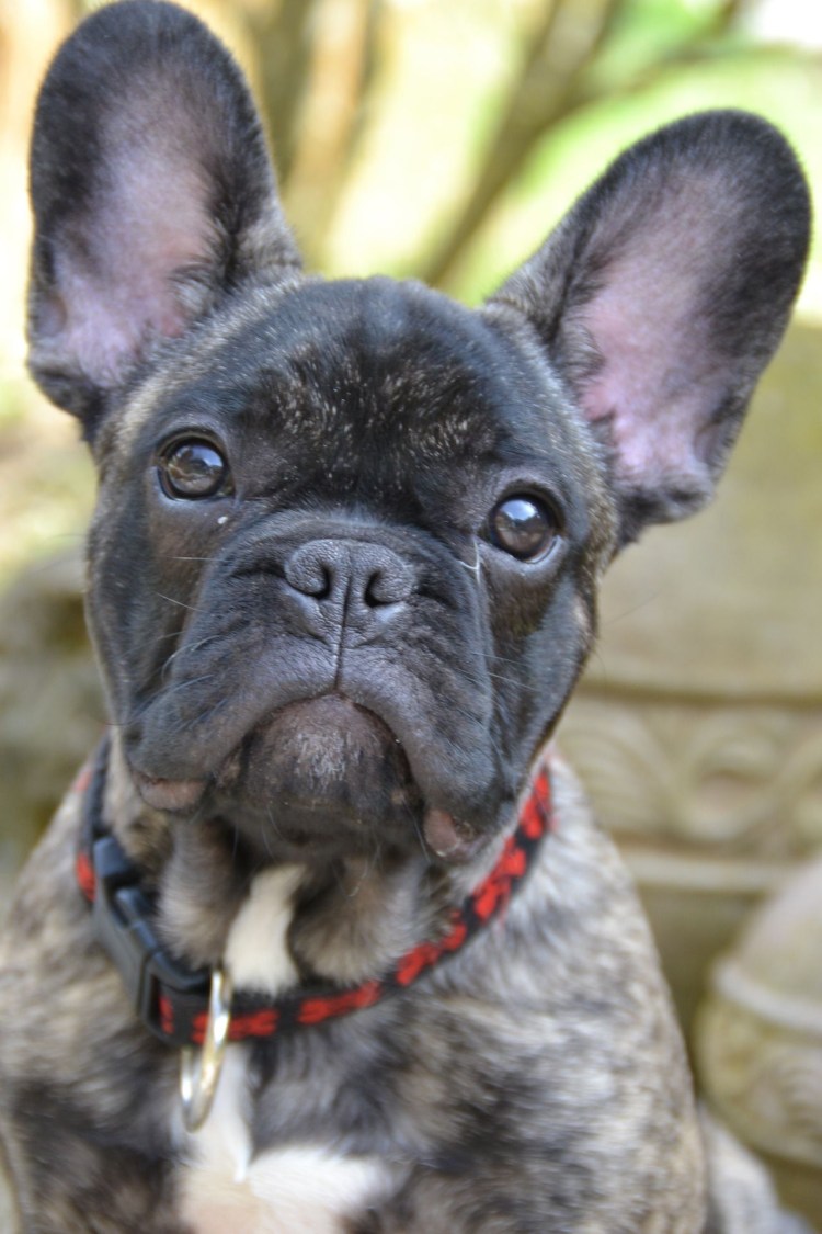 Доберман некупированный