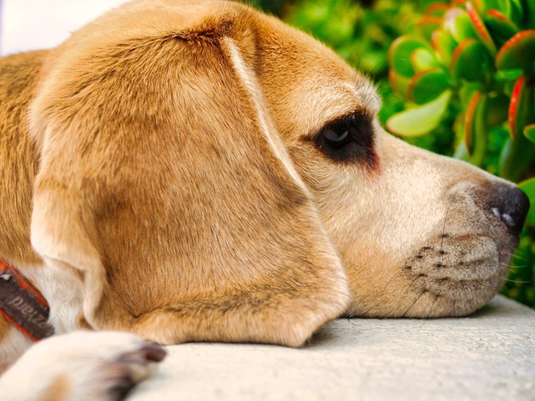 Собака с ушами Микки Мауса