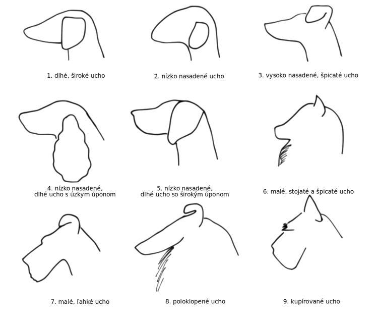 Постав ушей у собак