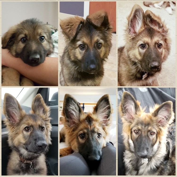 Уши немецкой овчарки