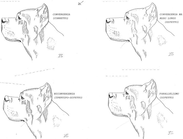 Как чистить уши лабрадору