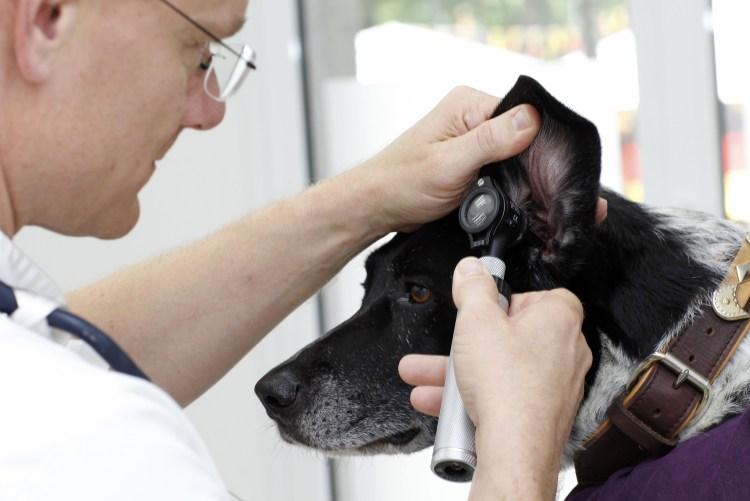 Собака защищает дом