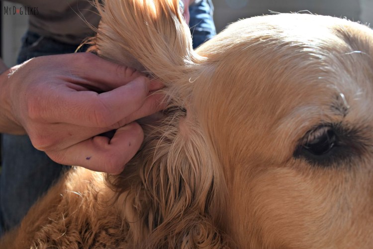 Прикус Кане Корсо стандарт