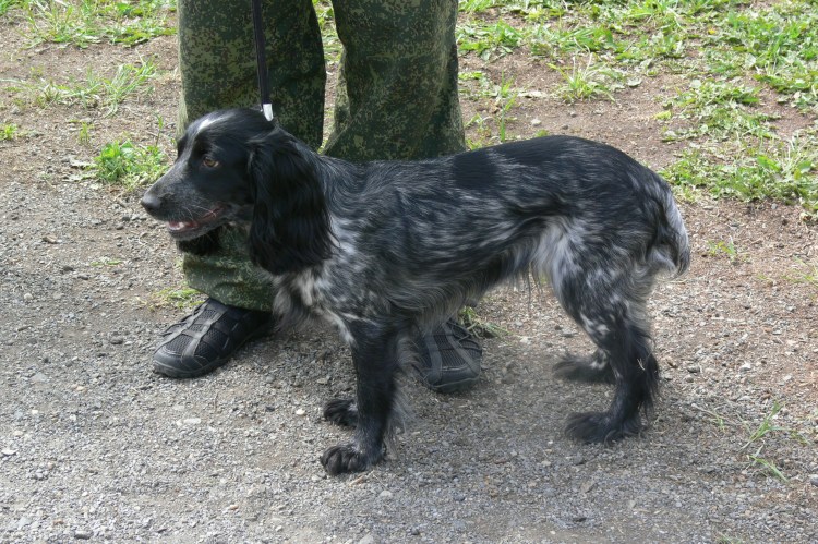 Стандарт русского охотничьего спаниеля РКФ