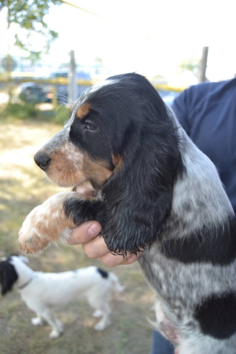 Русский охотничий спаниель выставка