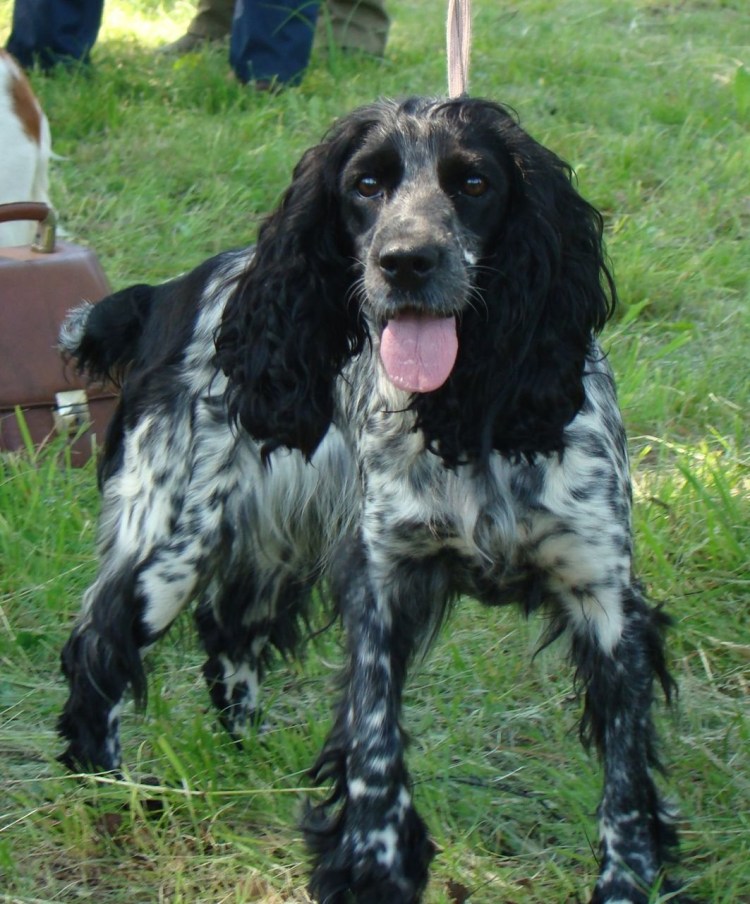 Русский спаниель подпалый