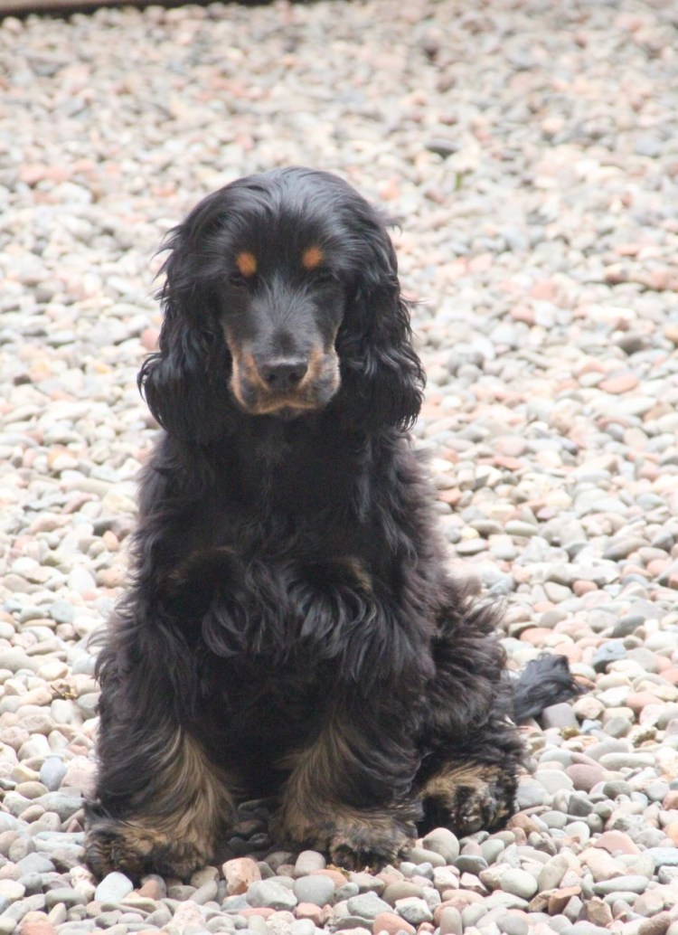 Русский охотничий спаниель Пенза