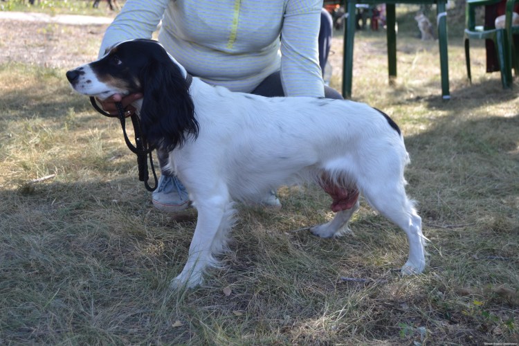 Русский спаниель