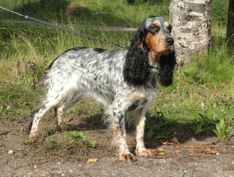 Коричнево Пегий с подпалом русский охотничий спаниель