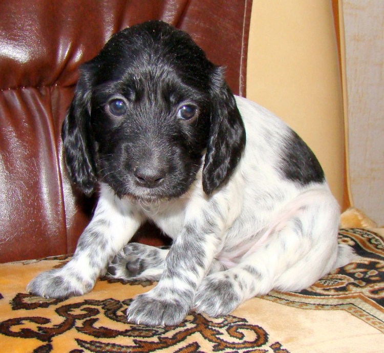 Охотничий спаниель метис