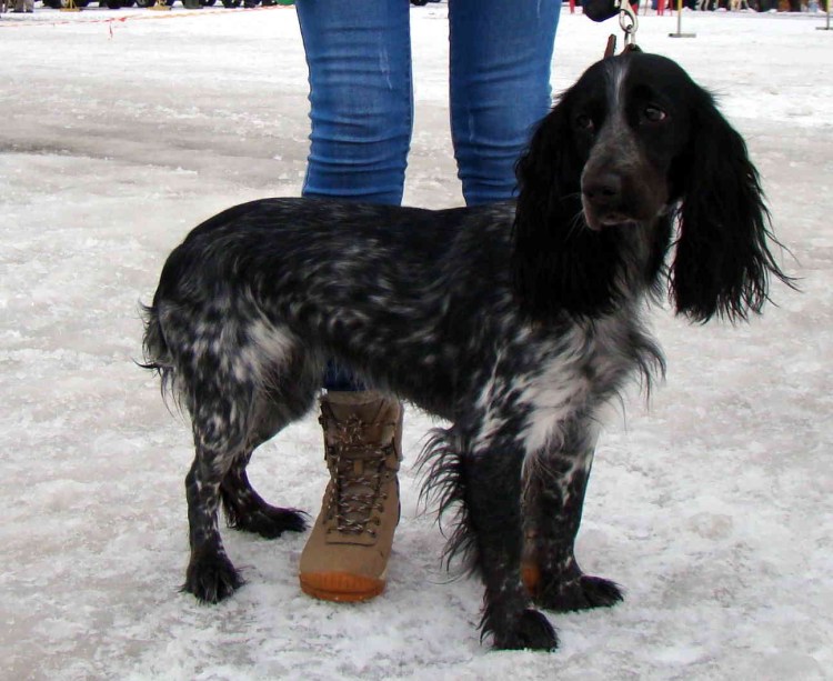 Русский охотничий спаниель вес