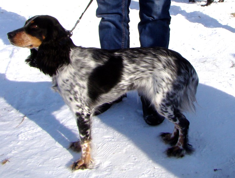 Спаниель Эстетика