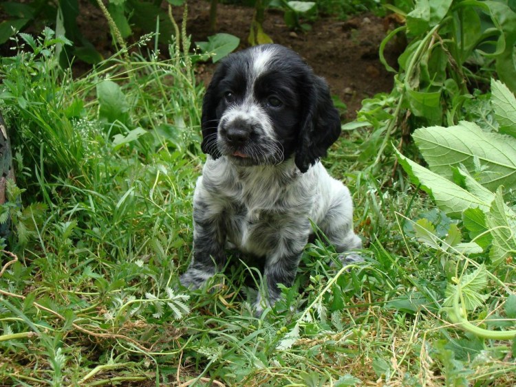 Английский кокер спаниель черный