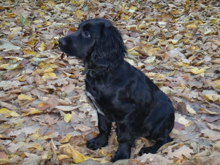 Английский кокер спаниель черного цвета