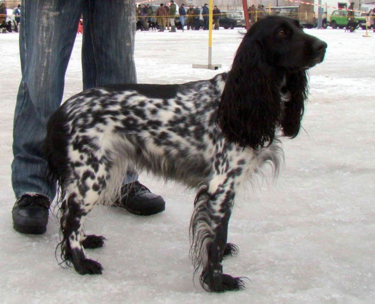 Русский кокер спаниель черный