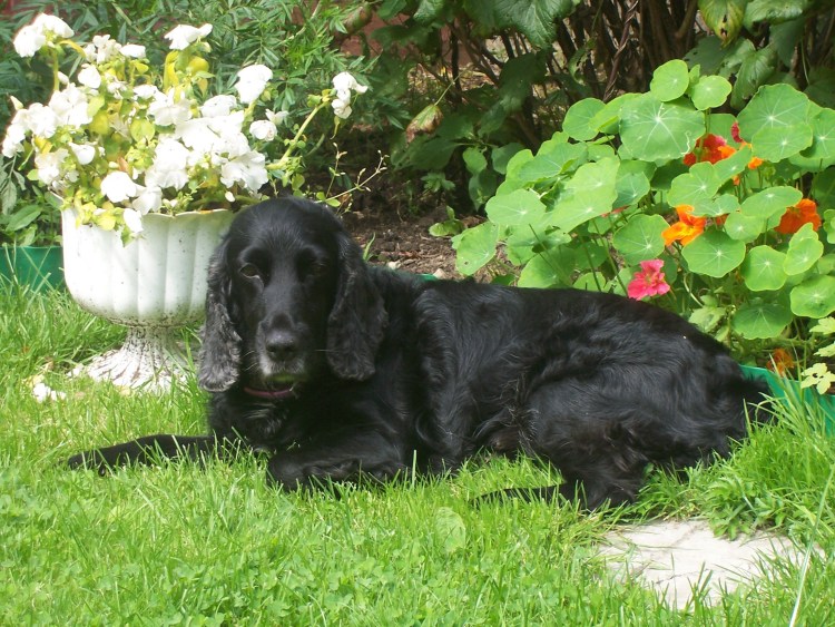 Русский охотничий спаниель чёрный Триколор