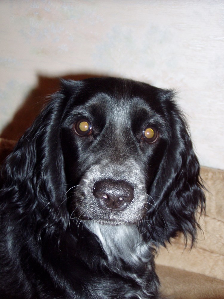 Кокер спаниель черно подпалый