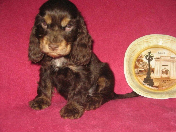 Кокер спаниель черно подпалый