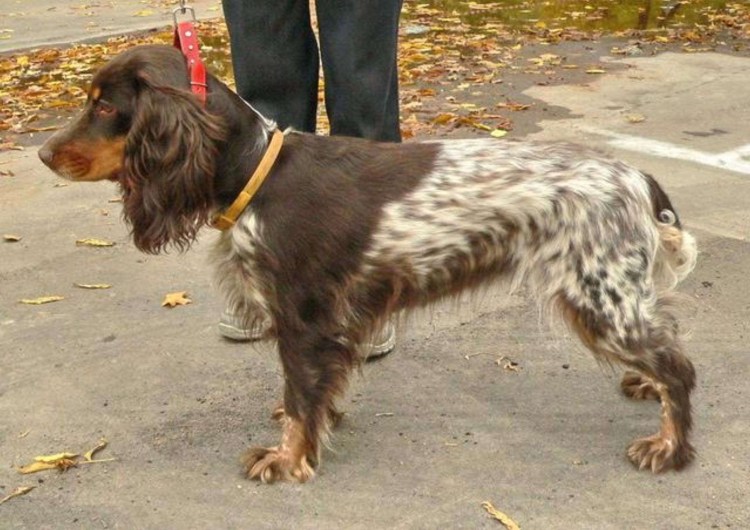 Русский охотничий спаниель черный с подпалом