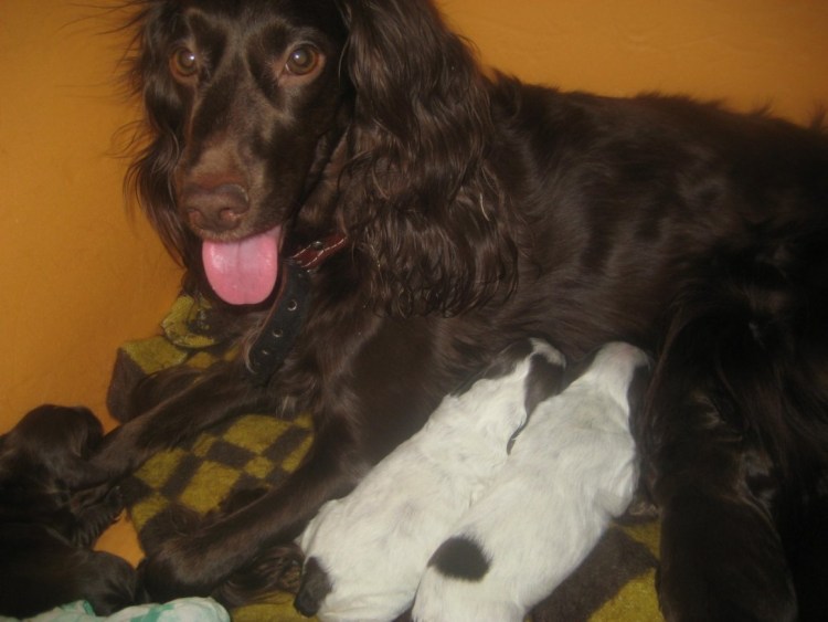 Коричнево Пегий с подпалом русский охотничий спаниель