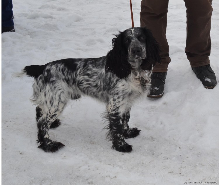 Русский охотничий спаниель