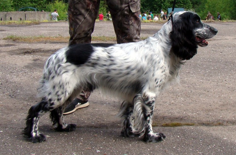 Сколько стоит охотничий спаниель