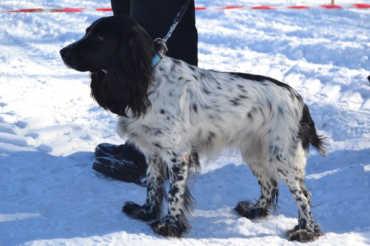 Русский охотничий спаниель