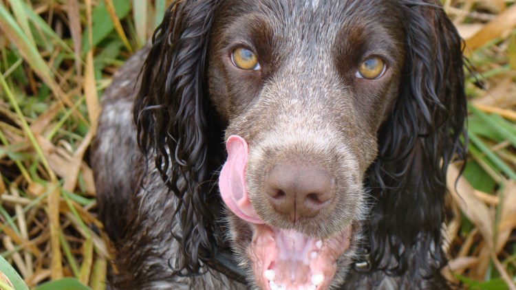 Спаниель русский охотничий даром
