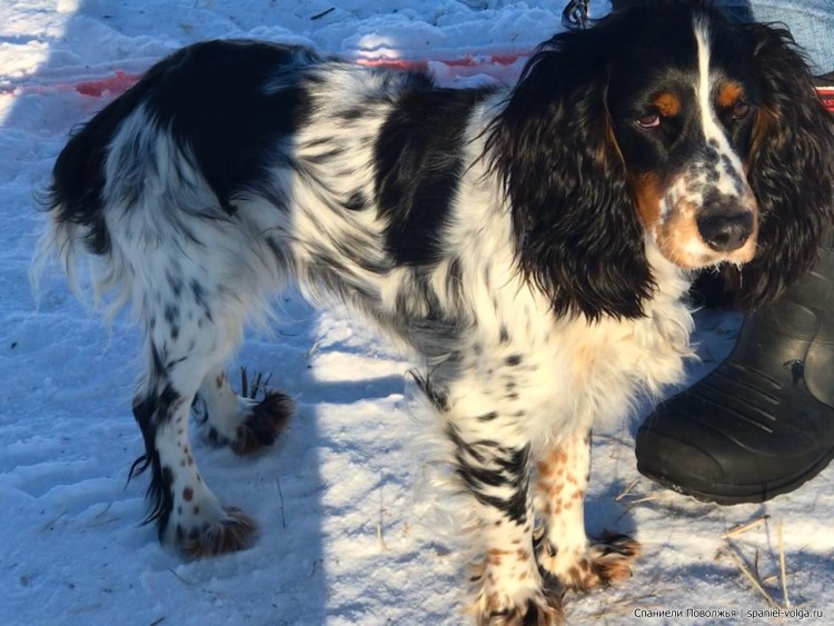 Секция спаниелей МООИР