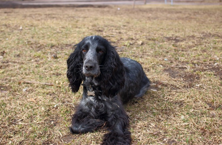 Пегий кокер спаниель